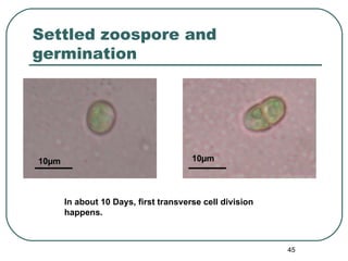 Morphogenetic Observations on Monostroma | PPT