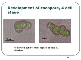 Morphogenetic Observations on Monostroma | PPT