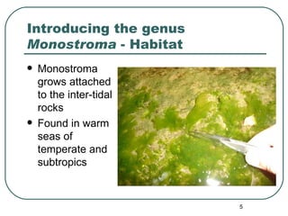 Morphogenetic Observations on Monostroma | PPT