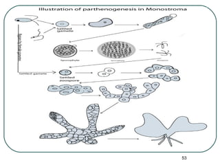 Morphogenetic Observations on Monostroma | PPT
