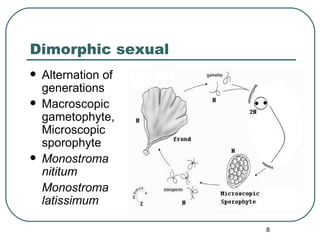 Morphogenetic Observations on Monostroma | PPT