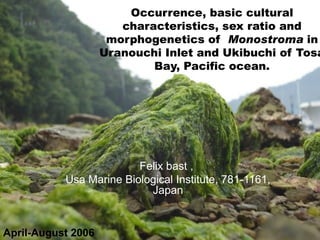 Occurrence, basic cultural characteristics, sex ratio and morphogenetics of  Monostroma  in Uranouchi Inlet and Ukibuchi of Tosa Bay, Pacific ocean. Felix bast   ,  Usa Marine Biological Institute, 781-1161, Japan April-August 2006 