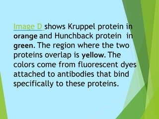 Image D shows Kruppel protein in
orange and Hunchback protein in
green. The region where the two
proteins overlap is yellow. The
colors come from fluorescent dyes
attached to antibodies that bind
specifically to these proteins.
 