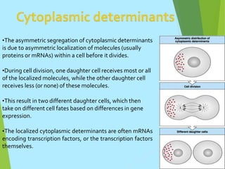 studentreader.com
•The asymmetric segregation of cytoplasmic determinants
is due to asymmetric localization of molecules (usually
proteins or mRNAs) within a cell before it divides.
•During cell division, one daughter cell receives most or all
of the localized molecules, while the other daughter cell
receives less (or none) of these molecules.
•This result in two different daughter cells, which then
take on different cell fates based on differences in gene
expression.
•The localized cytoplasmic determinants are often mRNAs
encoding transcription factors, or the transcription factors
themselves.
 