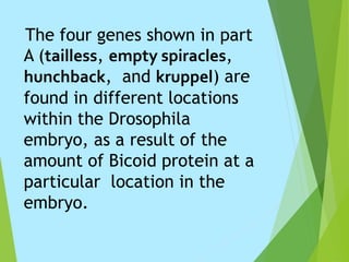 The four genes shown in part
A (tailless, empty spiracles,
hunchback, and kruppel) are
found in different locations
within the Drosophila
embryo, as a result of the
amount of Bicoid protein at a
particular location in the
embryo.
 