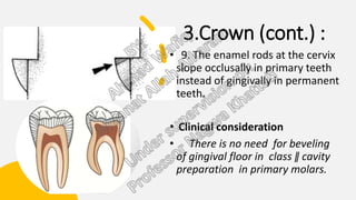 3.Crown (cont.) :
• 9. The enamel rods at the cervix
slope occlusally in primary teeth
instead of gingivally in permanent
teeth.
• Clinical consideration
• There is no need for beveling
of gingival floor in class ǁ cavity
preparation in primary molars.
 