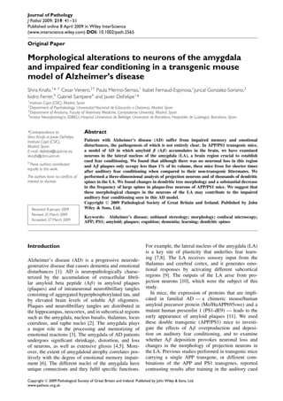 Journal of Pathology
J Pathol 2009; 219: 41–51
Published online 8 April 2009 in Wiley InterScience
(www.interscience.wiley.com) DOI: 10.1002/path.2565

Original Paper

Morphological alterations to neurons of the amygdala
and impaired fear conditioning in a transgenic mouse
model of Alzheimer’s disease
Shira Knafo,1 * † Cesar Venero,2† Paula Merino-Serrais,1 Isabel Fernaud-Espinosa,1 Juncal Gonzalez-Soriano,3
Isidro Ferrer,4 Gabriel Santpere4 and Javier DeFelipe1 *
1 Instituto Cajal (CSIC), Madrid, Spain
2 Department of Psychobiology, Universidad Nacional de Educaci´ n a Distancia, Madrid, Spain
                                                                   o
3 Department of Anatomy, Faculty of Veterinary Medicine, Complutense University, Madrid, Spain
4 Institut Neuropatolog´a, IDIBELL-Hospital Universitari de Bellvitge, Universitat de Barcelona, Hospitalet
                         ı                                                                                    de LLobregat, Barcelona, Spain


*Correspondence to:                  Abstract
Shira Knafo or Javier DeFelipe,
Instituto Cajal (CSIC),              Patients with Alzheimer’s disease (AD) suffer from impaired memory and emotional
Madrid, Spain.                       disturbances, the pathogenesis of which is not entirely clear. In APP/PS1 transgenic mice,
E-mail: defelipe@cajal.csic.es;      a model of AD in which amyloid β (Aβ) accumulates in the brain, we have examined
sknafo@cbm.uam.es                    neurons in the lateral nucleus of the amygdala (LA), a brain region crucial to establish
† These
                                     cued fear conditioning. We found that although there was no neuronal loss in this region
        authors contributed          and Aβ plaques only occupy less than 1% of its volume, these mice froze for shorter times
equally to this work.
                                     after auditory fear conditioning when compared to their non-transgenic littermates. We
The authors have no conﬂicts of      performed a three-dimensional analysis of projection neurons and of thousands of dendritic
interest to disclose.                spines in the LA. We found changes in dendritic tree morphology and a substantial decrease
                                     in the frequency of large spines in plaque-free neurons of APP/PS1 mice. We suggest that
                                     these morphological changes in the neurons of the LA may contribute to the impaired
                                     auditory fear conditioning seen in this AD model.
                                     Copyright  2009 Pathological Society of Great Britain and Ireland. Published by John
  Received: 8 January 2009           Wiley & Sons, Ltd.
  Revised: 25 March 2009
                                     Keywords: Alzheimer’s disease; unbiased stereology; morphology; confocal microscopy;
  Accepted: 27 March 2009
                                     APP; PS1; amyloid; plaques; cognition; dementia; learning; dendritic spines




Introduction                                                                  For example, the lateral nucleus of the amygdala (LA)
                                                                              is a key site of plasticity that underlies fear learn-
Alzheimer’s disease (AD) is a progressive neurode-                            ing [7,8]. The LA receives sensory input from the
generative disease that causes dementia and emotional                         thalamus and cerebral cortex, and it generates emo-
disturbances [1]. AD is neuropathologically charac-                           tional responses by activating different subcortical
terized by the accumulation of extracellular ﬁbril-                           regions [9]. The outputs of the LA arise from pro-
lar amyloid beta peptide (Aβ) in amyloid plaques                              jection neurons [10], which were the subject of this
(plaques) and of intraneuronal neuroﬁbrillary tangles                         study.
consisting of aggregated hyperphosphorylated tau, and                            In mice, the expression of proteins that are impli-
by elevated brain levels of soluble Aβ oligomers.                             cated in familial AD — a chimeric mouse/human
Plaques and neuroﬁbrillary tangles are distributed in                         amyloid precursor protein (Mo/HuAPP695swe) and a
the hippocampus, neocortex, and in subcortical regions                        mutant human presenilin 1 (PS1-dE9) — leads to the
such as the amygdala, nucleus basalis, thalamus, locus                        early appearance of amyloid plaques [11]. We used
coeruleus, and raphe nuclei [2]. The amygdala plays                           these double transgenic (APP/PS1) mice to investi-
a major role in the processing and memorizing of                              gate the effects of Aβ overproduction and deposi-
emotional reactions [3]. The amygdala of AD patients                          tion on auditory fear conditioning, and to examine
undergoes signiﬁcant shrinkage, distortion, and loss                          whether Aβ deposition provokes neuronal loss and
of neurons, as well as extensive gliosis [4,5]. More-                         changes in the morphology of projection neurons in
over, the extent of amygdaloid atrophy correlates pos-                        the LA. Previous studies performed in transgenic mice
itively with the degree of emotional memory impair-                           carrying a single APP transgene, or different com-
ment [6]. The different nuclei of the amygdala have                           binations of the APP and PS1 transgenes, reported
unique connections and they fulﬁl speciﬁc functions.                          contrasting results after training in the auditory cued

Copyright  2009 Pathological Society of Great Britain and Ireland. Published by John Wiley & Sons, Ltd.
www.pathsoc.org.uk
 
