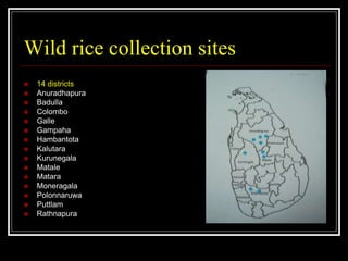 Morphological characterization of wild rice accessions collected from.ppt