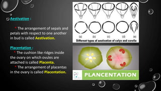 Morphological characters of flower | PPTX