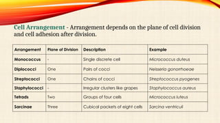 Morphological Charactrization Of Microbes by Vanshika[1].pptx