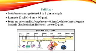 Morphological Charactrization Of Microbes by Vanshika[1].pptx