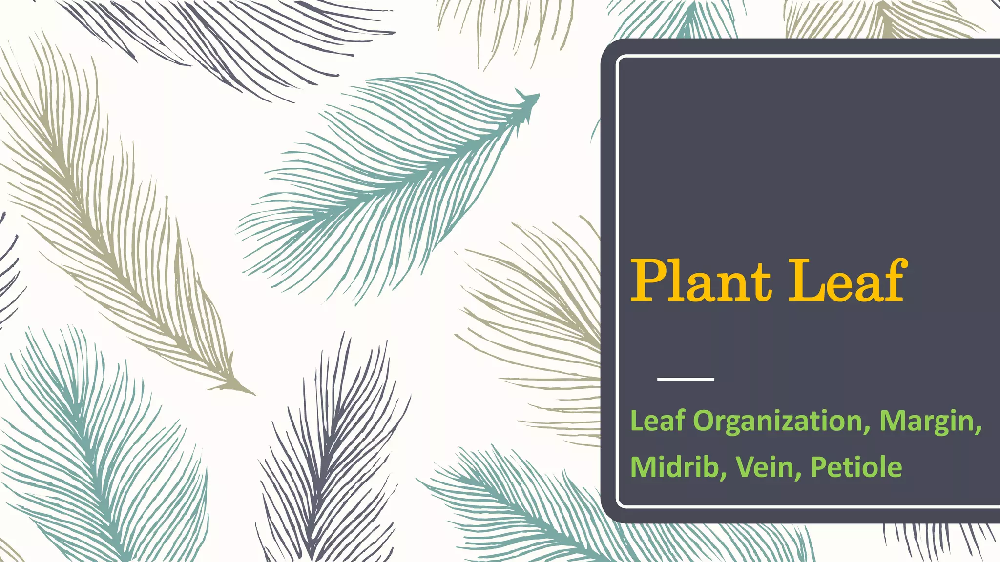 Plant Leaf
Leaf Organization, Margin,
Midrib, Vein, Petiole
 