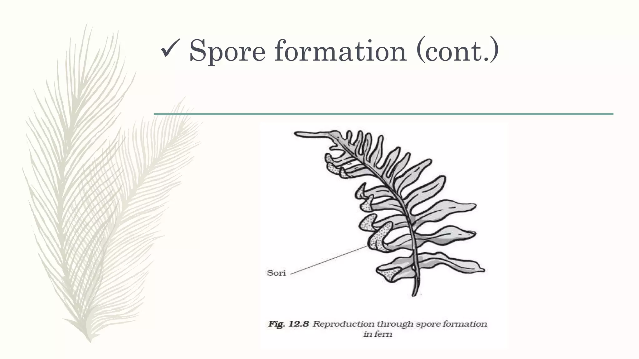  Spore formation (cont.)
 