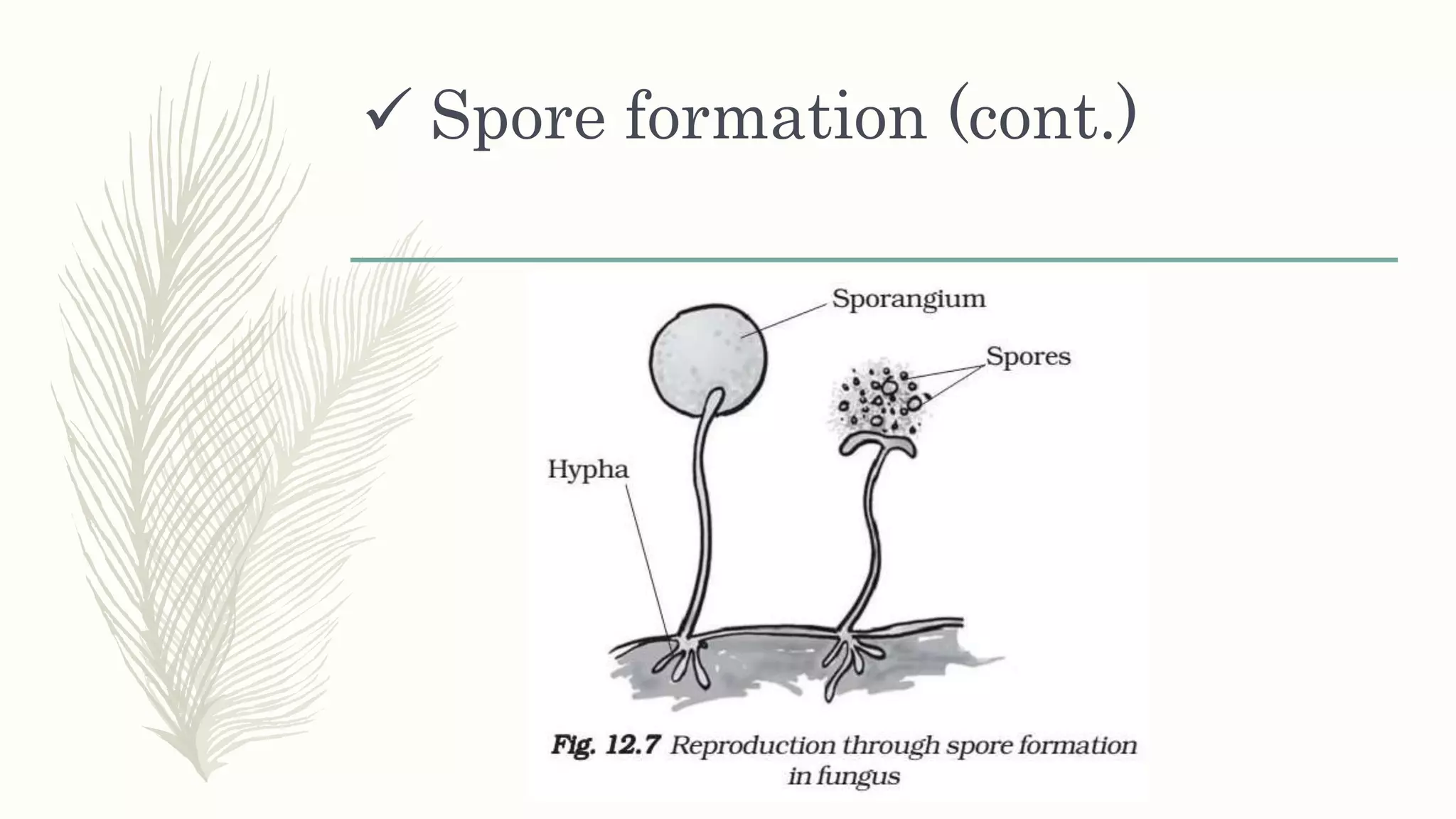  Spore formation (cont.)
 
