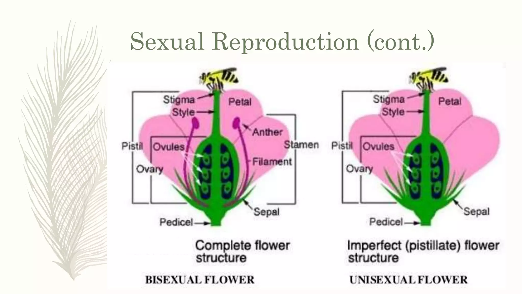 Sexual Reproduction (cont.)
 