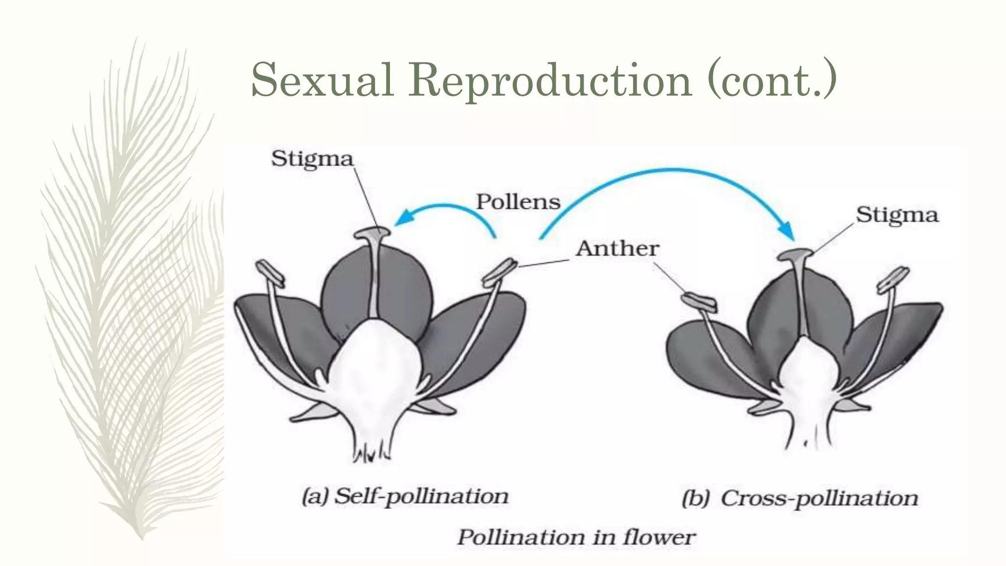 Sexual Reproduction (cont.)
 