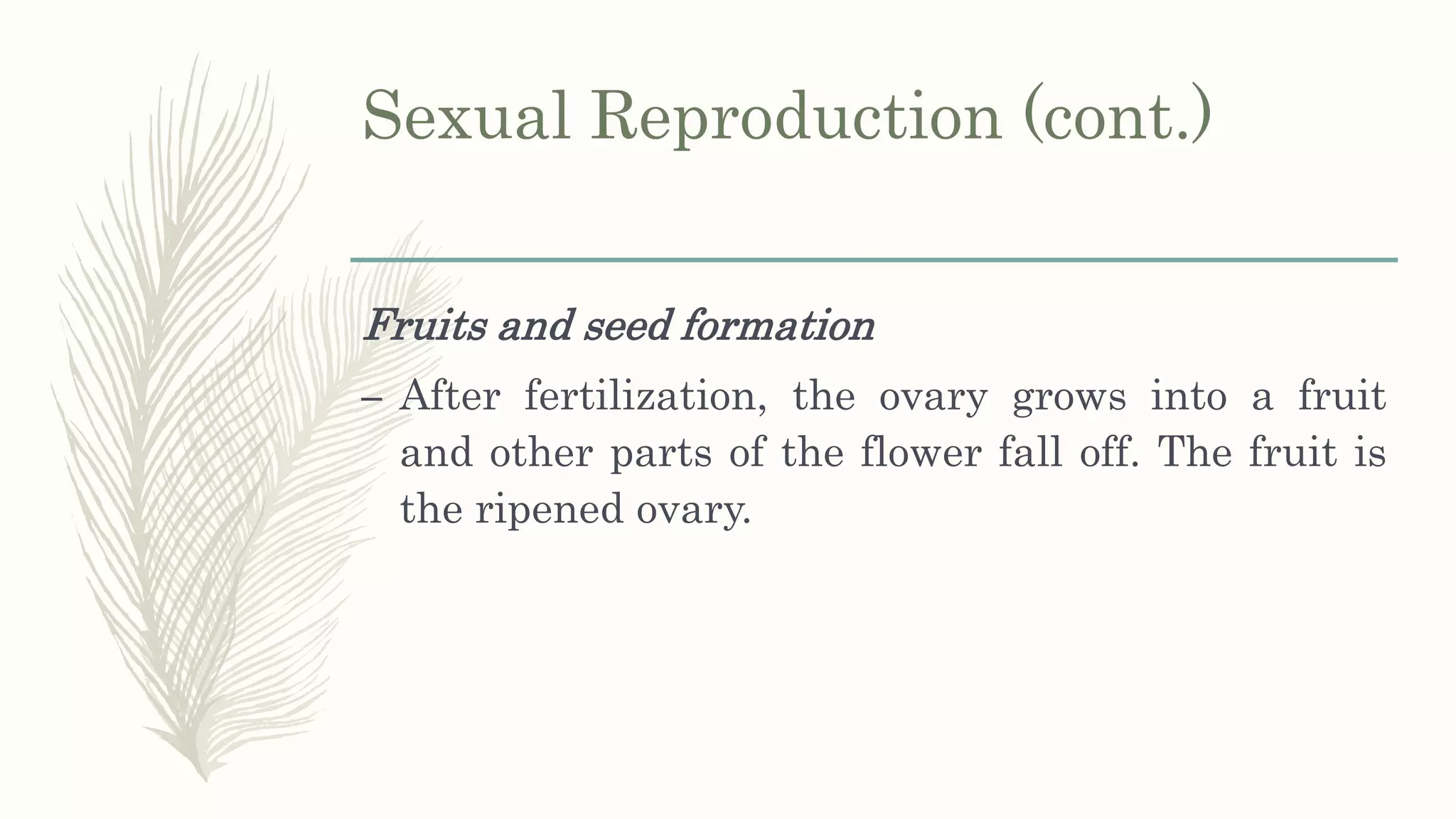 Sexual Reproduction (cont.)
Fruits and seed formation
– After fertilization, the ovary grows into a fruit
and other parts of the flower fall off. The fruit is
the ripened ovary.
 