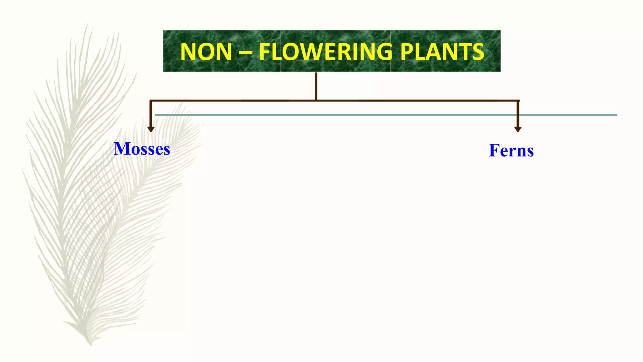FernsMosses
NON – FLOWERING PLANTS
 