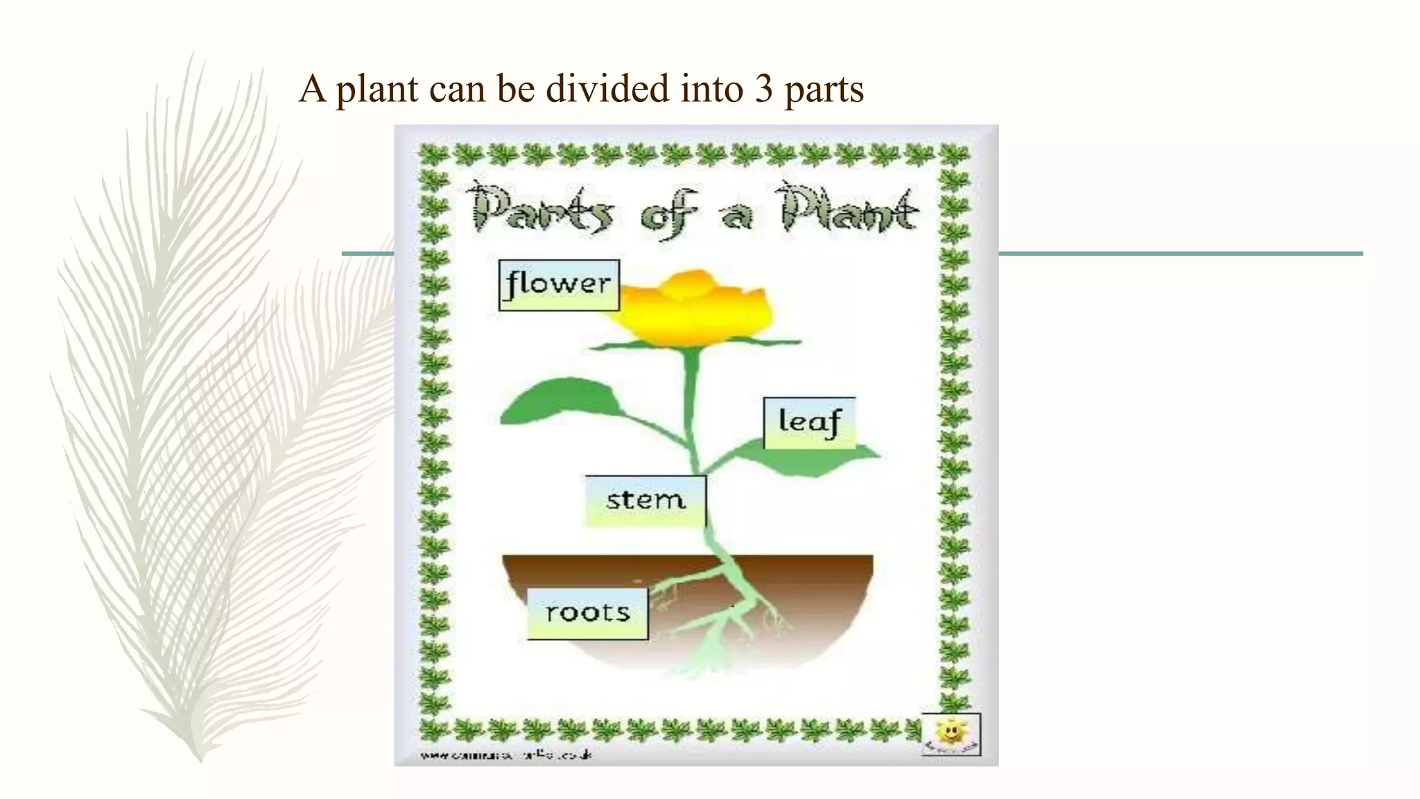 A plant can be divided into 3 parts
 