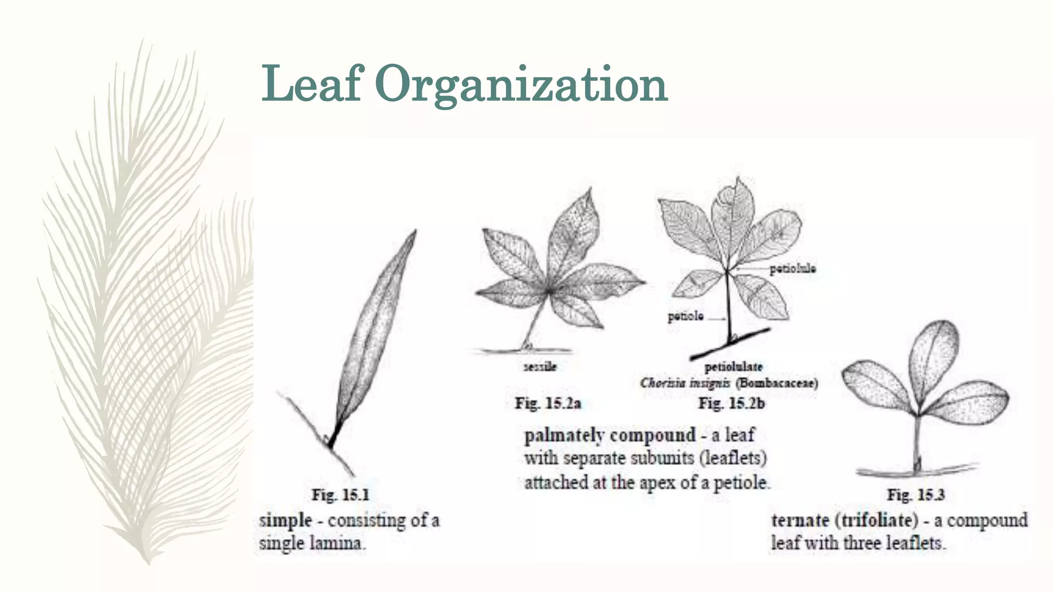 Leaf Organization
 