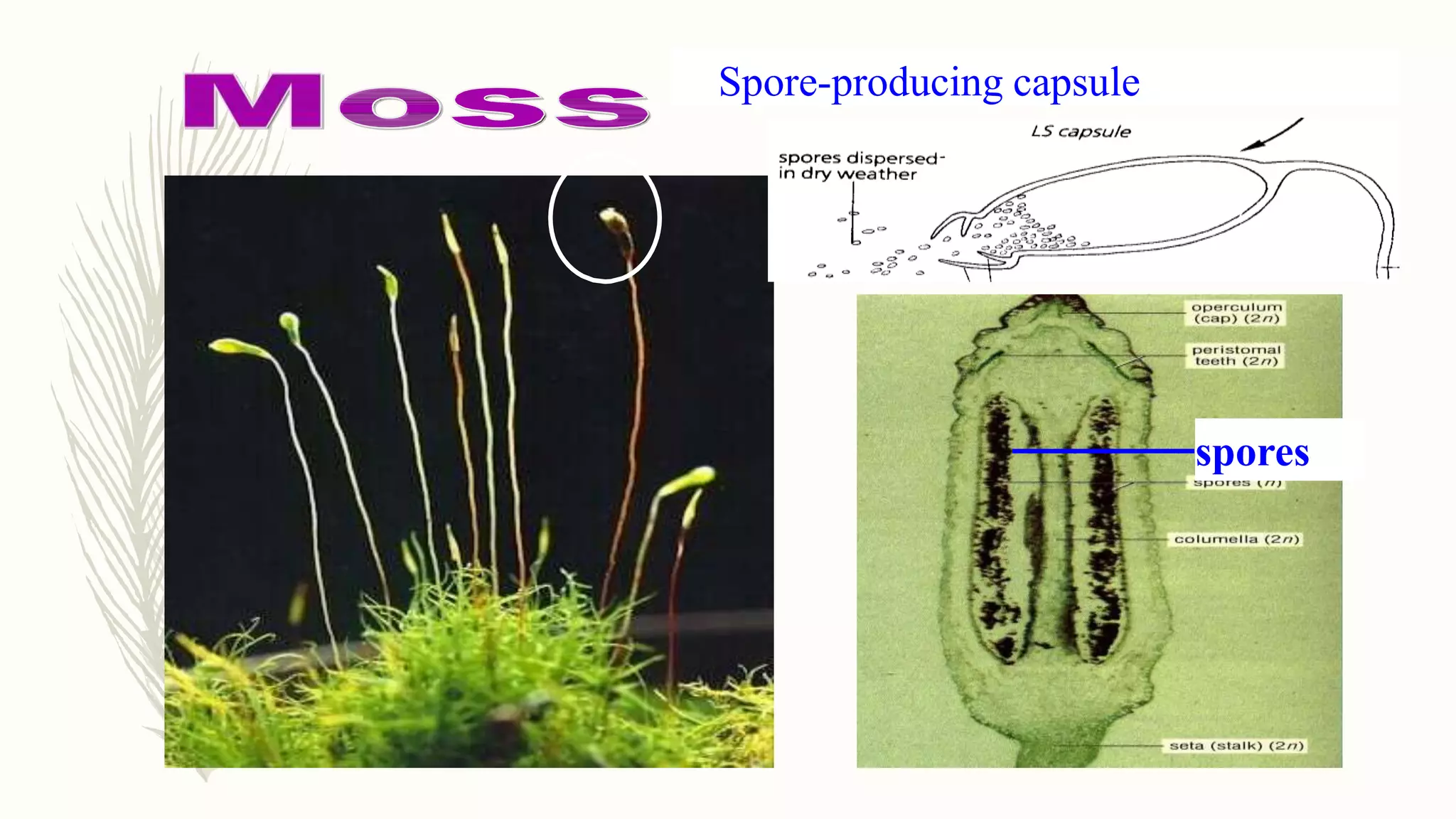 spores
Spore-producing capsule
 
