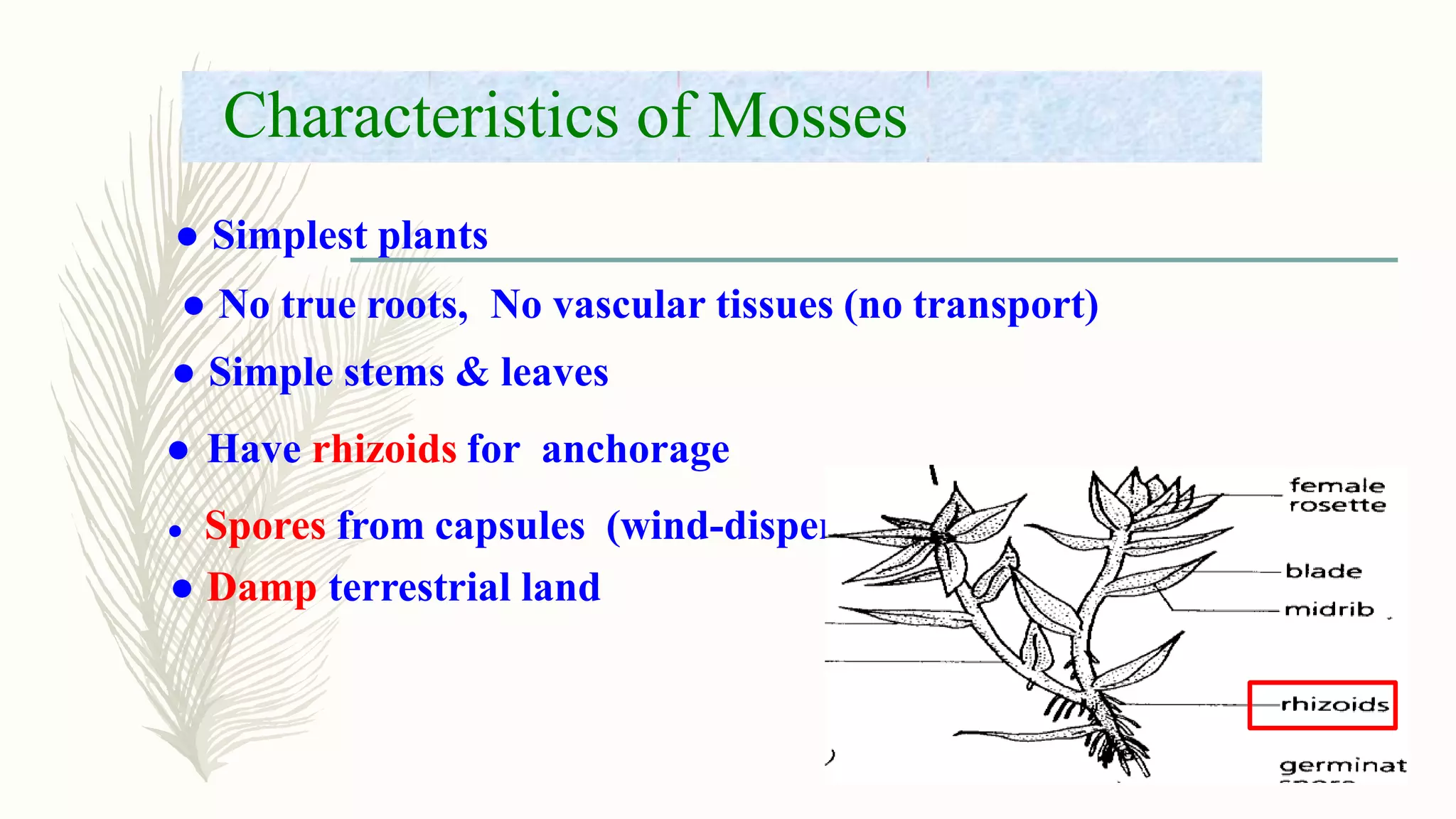 Characteristics of Mosses
● Simplest plants
● No true roots, No vascular tissues (no transport)
● Simple stems & leaves
● Have rhizoids for anchorage
● Spores from capsules (wind-dispersal)
● Damp terrestrial land
 