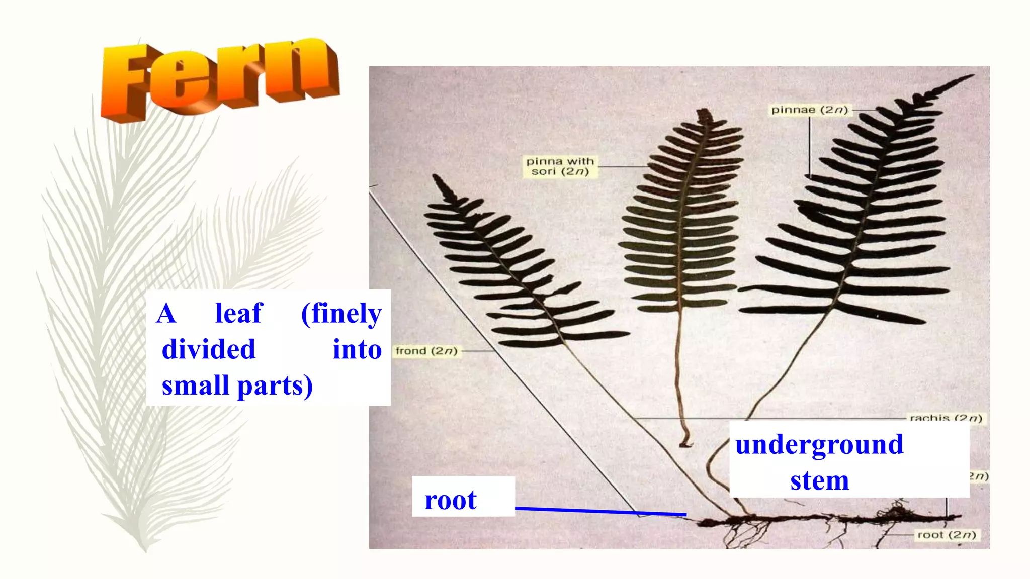 underground
stem
root
A leaf (finely
divided into
small parts)
 