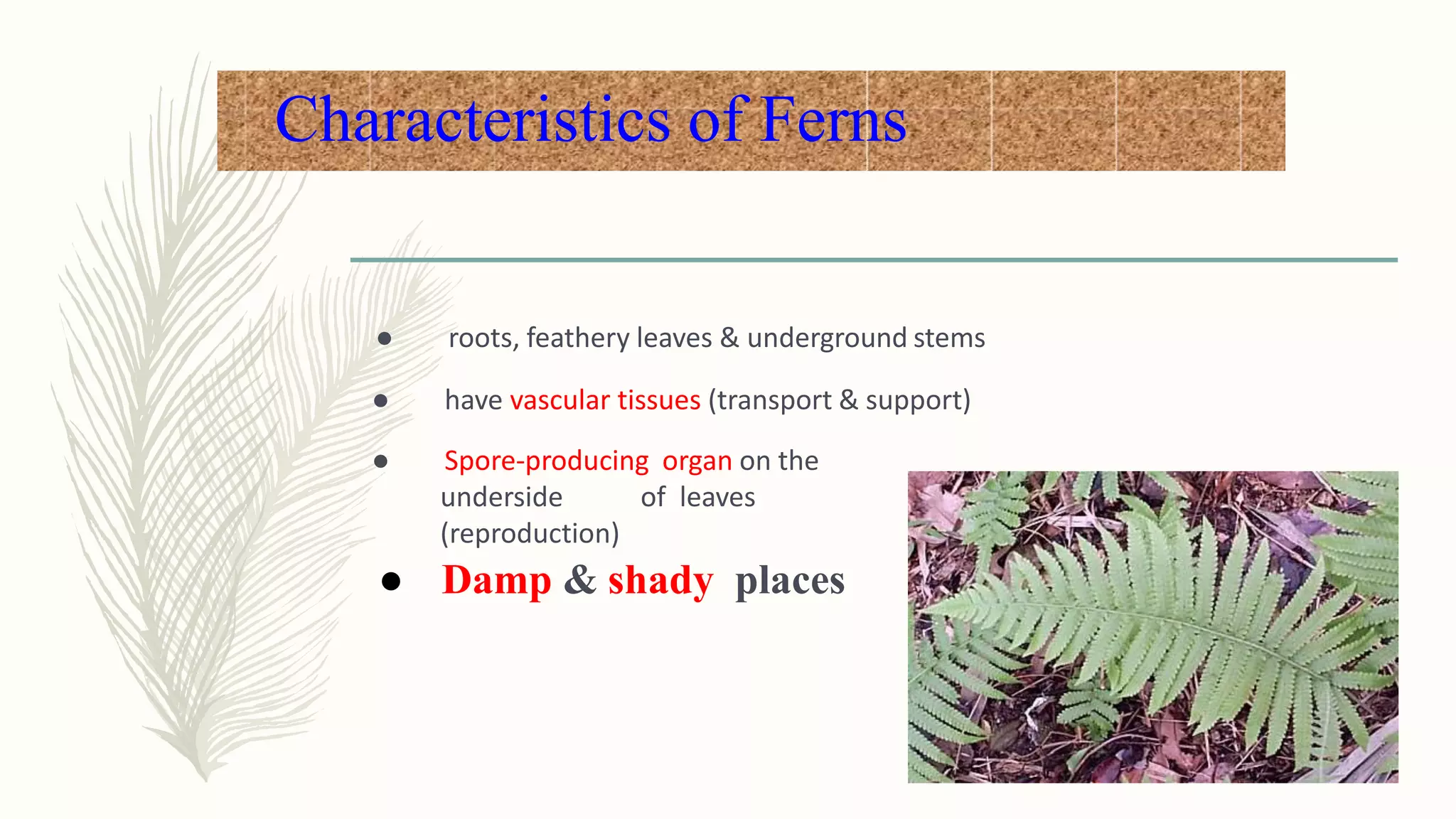 Characteristics of Ferns
● roots, feathery leaves & underground stems
● have vascular tissues (transport & support)
● Spore-producing organ on the
underside of leaves
(reproduction)
● Damp & shady places
 