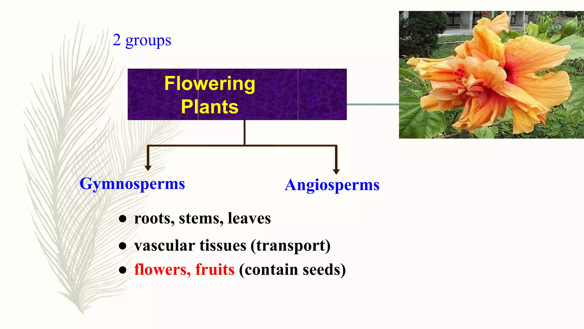 2 groups
Gymnosperms Angiosperms
Flowering
Plants
● roots, stems, leaves
● vascular tissues (transport)
● flowers, fruits (contain seeds)
 