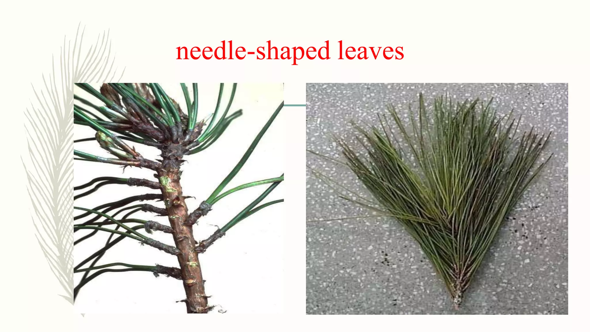 needle-shaped leaves
 