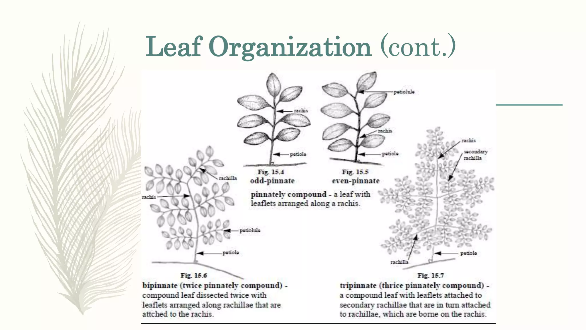 Leaf Organization (cont.)
 