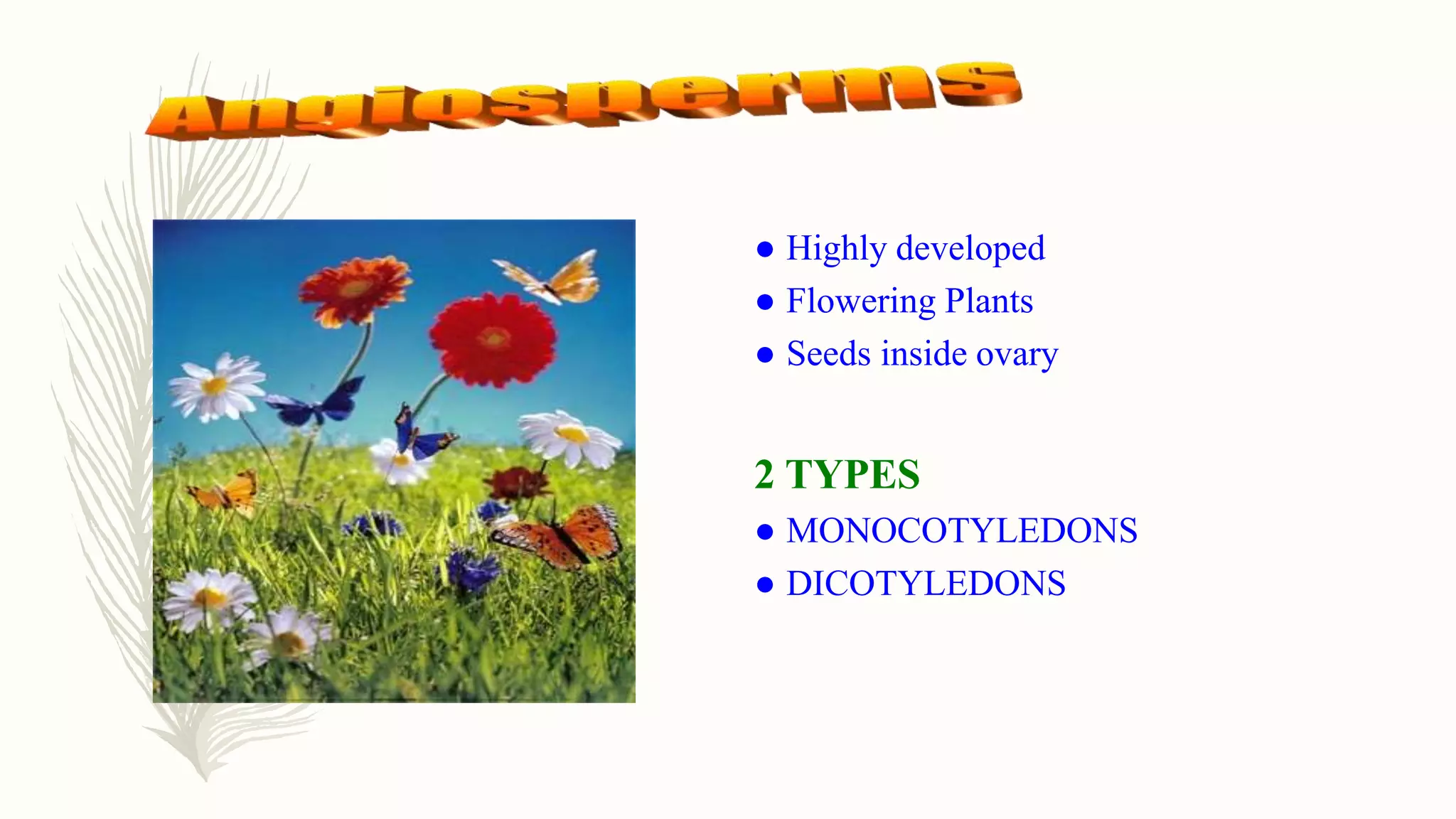 ● Highly developed
● Flowering Plants
● Seeds inside ovary
2 TYPES
● MONOCOTYLEDONS
● DICOTYLEDONS
 