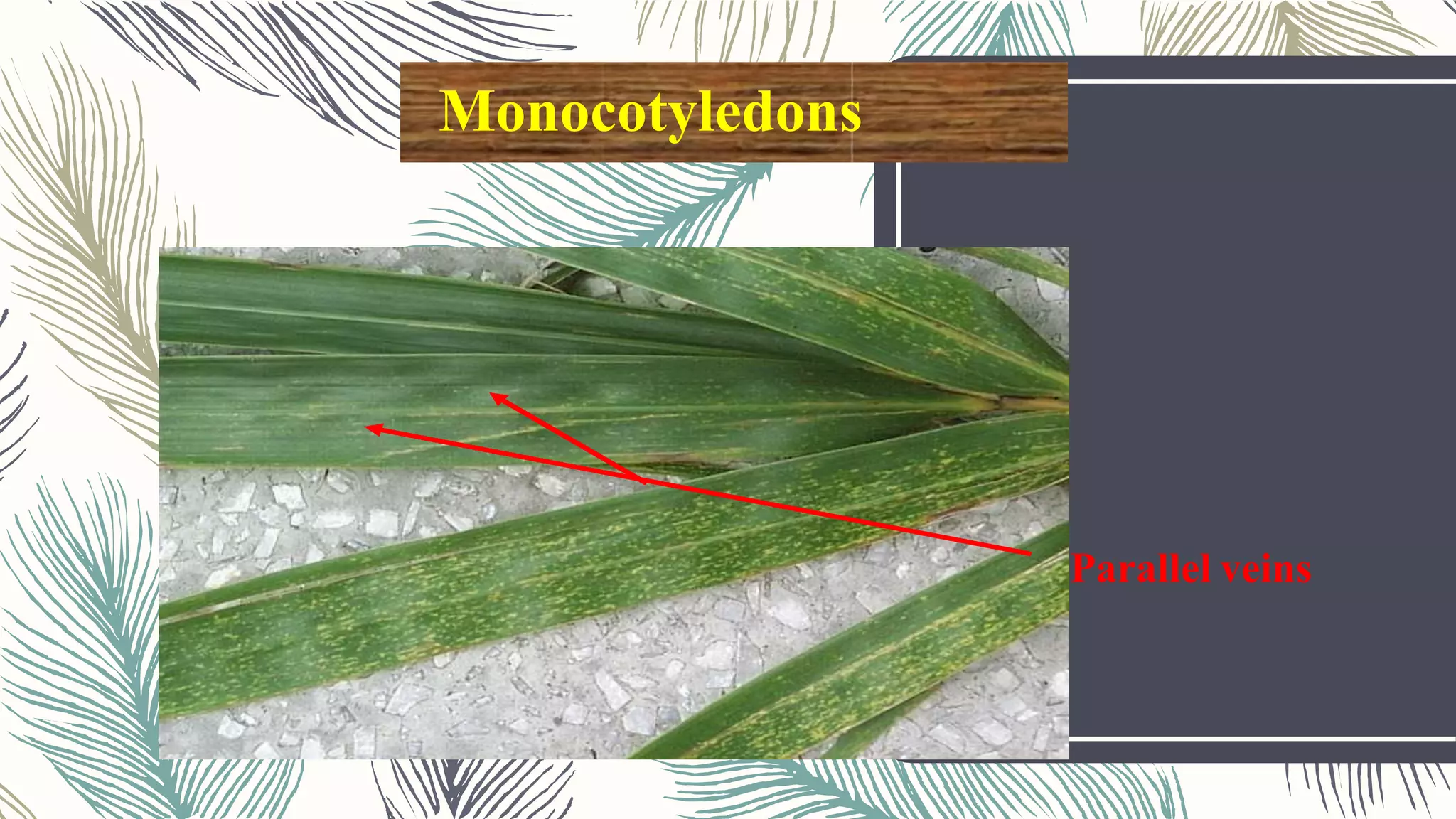 Monocotyledons
Parallel veins
 