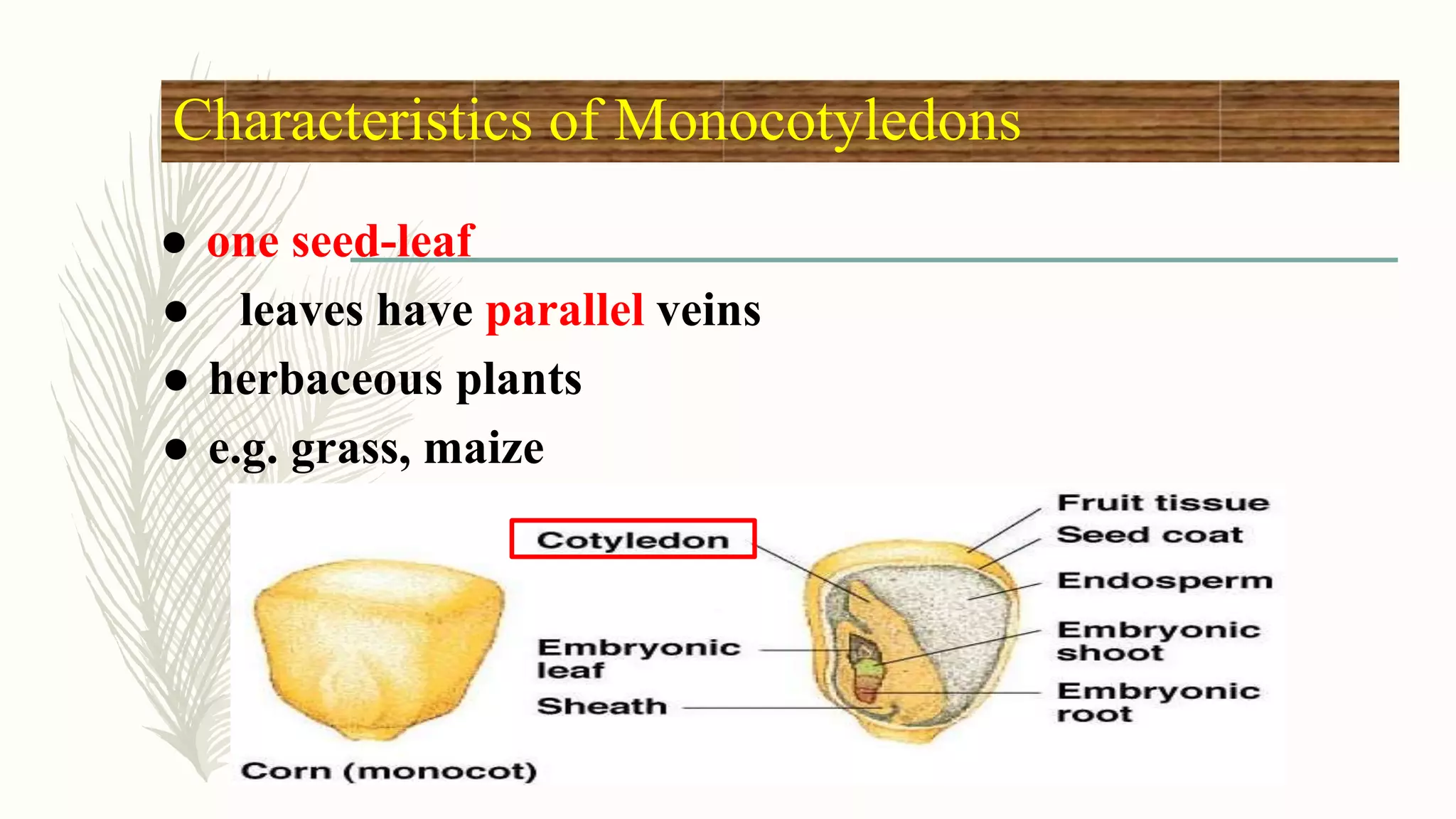 Characteristics of Monocotyledons
● one seed-leaf
● leaves have parallel veins
● herbaceous plants
● e.g. grass, maize
 