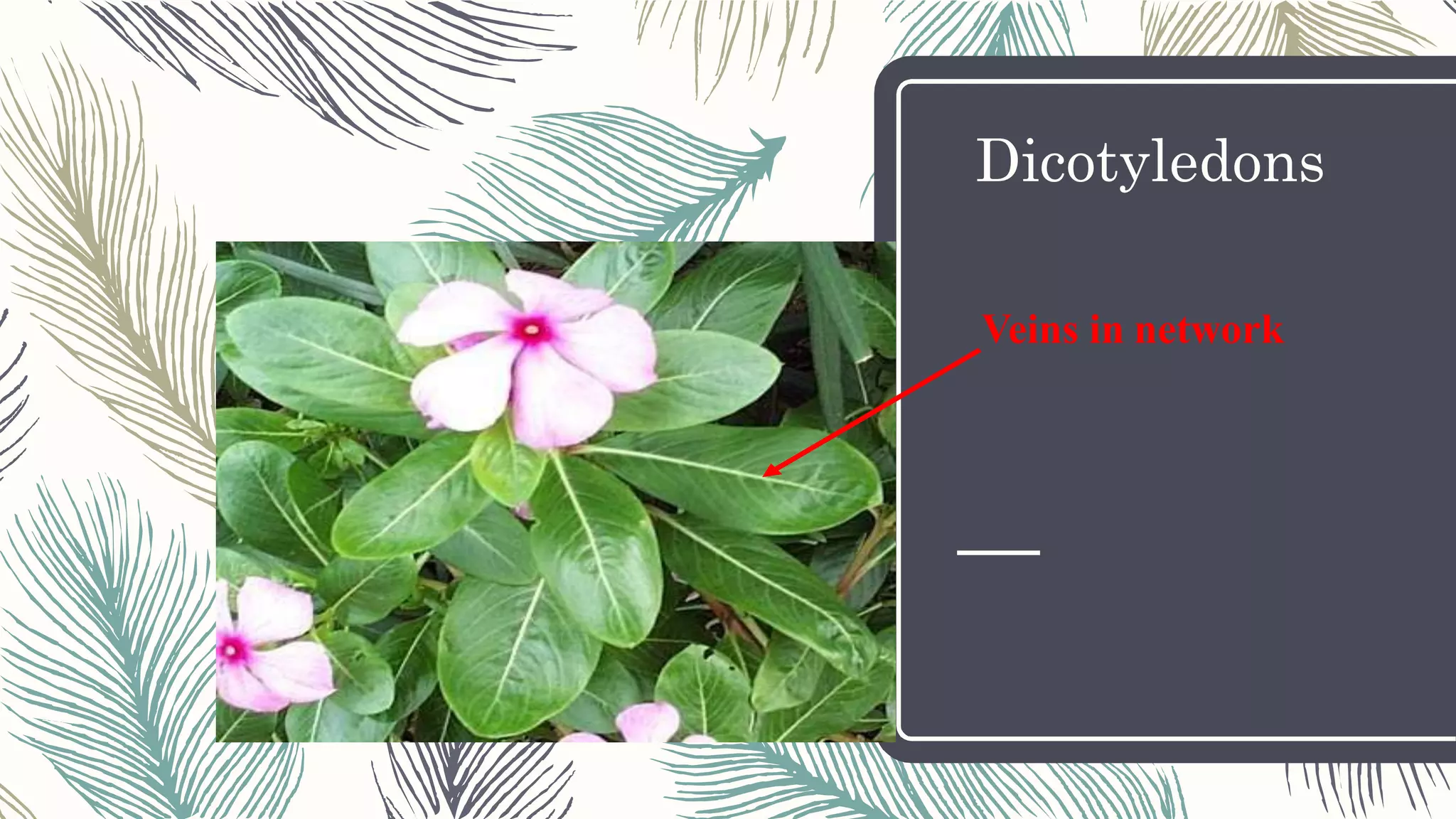 Dicotyledons
Veins in network
 