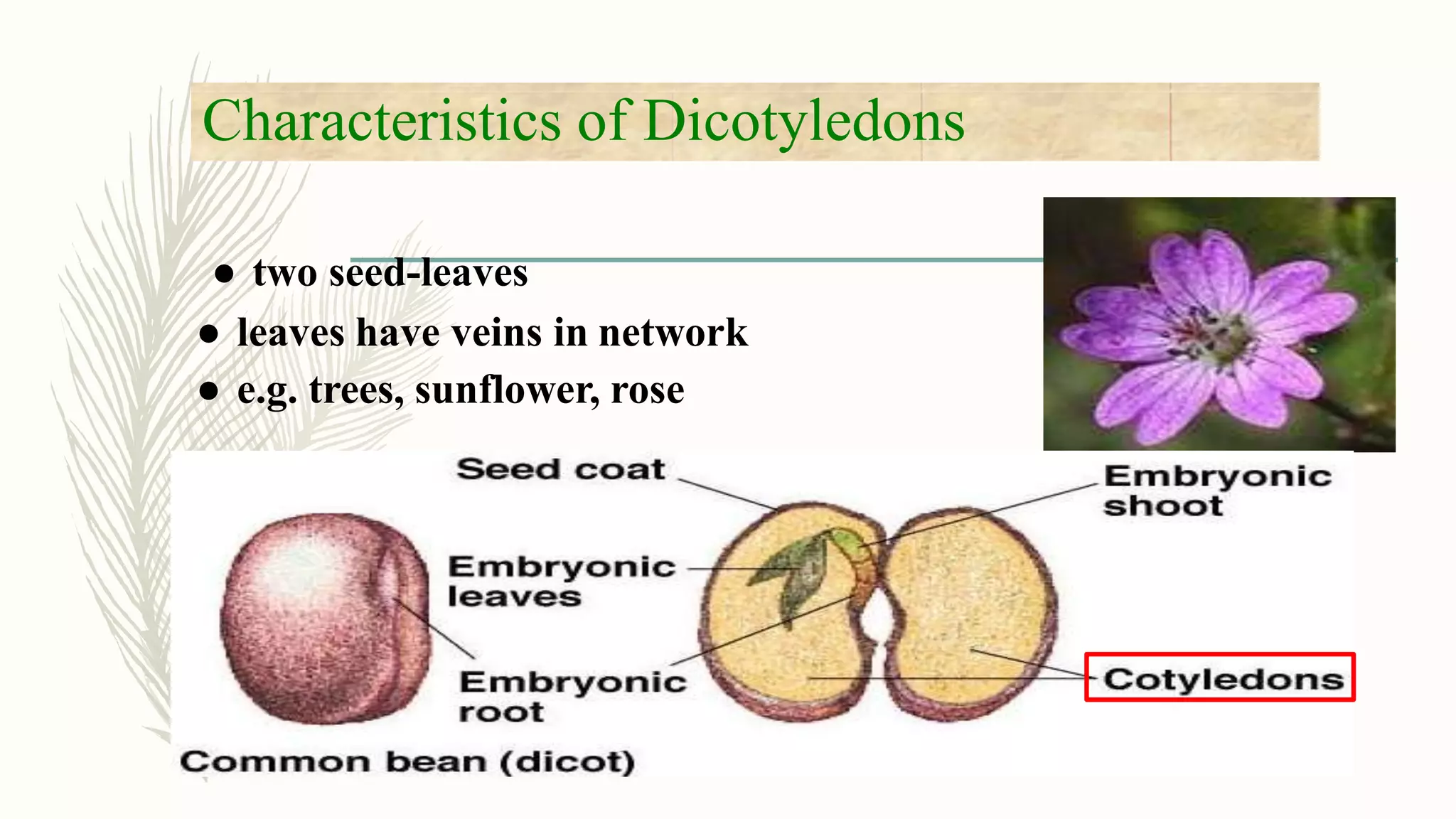 Characteristics of Dicotyledons
● two seed-leaves
● leaves have veins in network
● e.g. trees, sunflower, rose
 