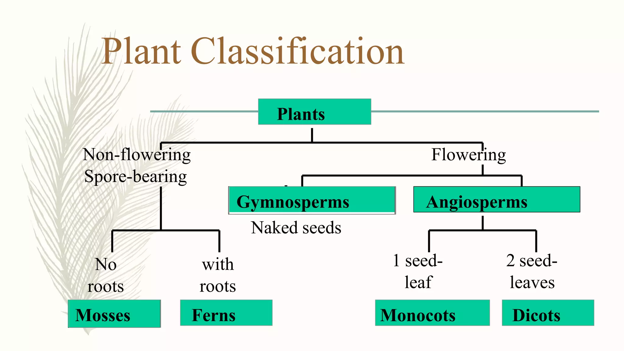Plant Classification
Plants
FloweringNon-flowering
Spore-bearing
Naked seeds
No
roots
with
roots
Mosses Ferns
Gymnosperms
1 seed-
leaf
2 seed-
leaves
Monocots Dicots
Angiosperms
 