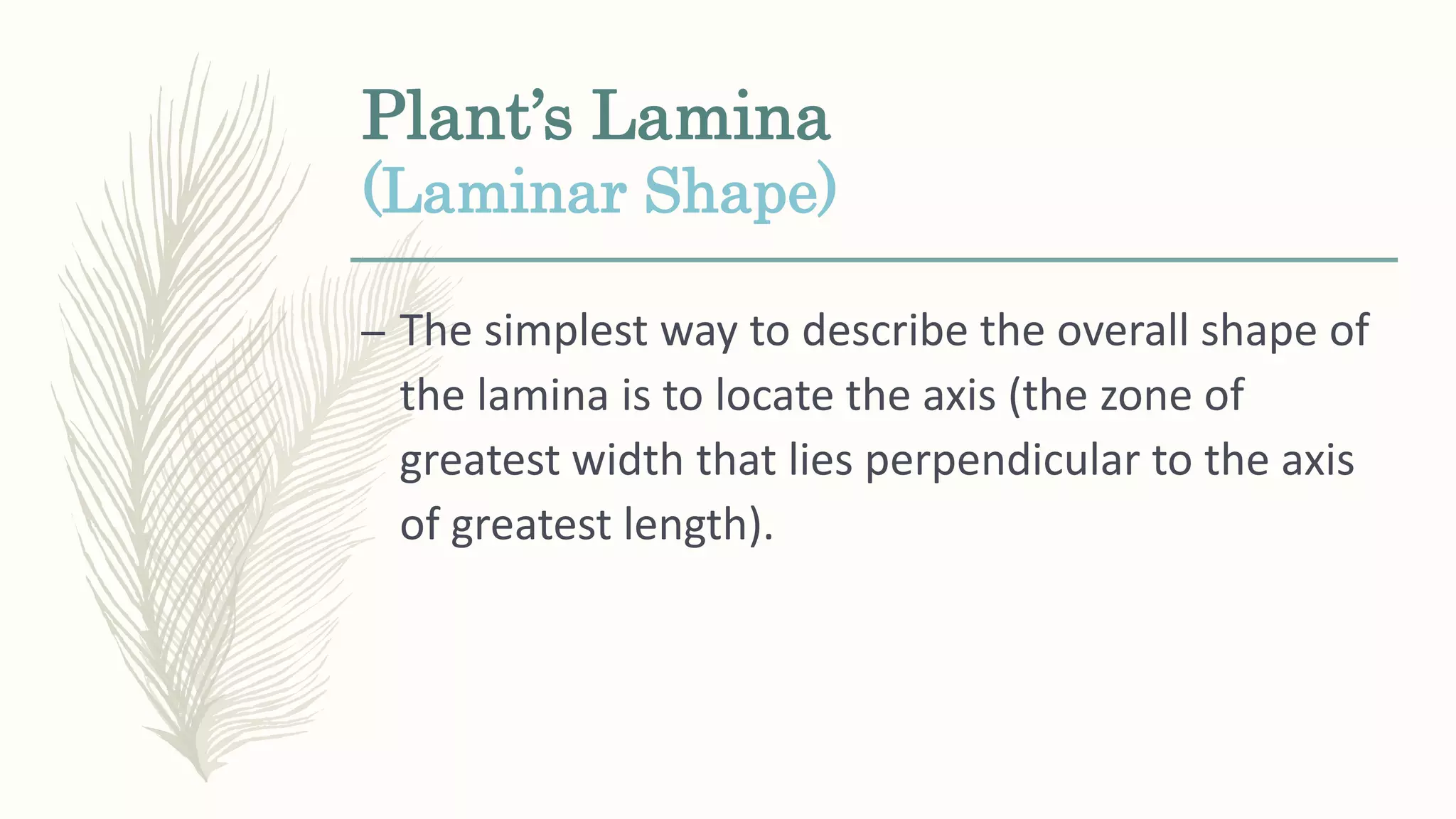 Plant’s Lamina
(Laminar Shape)
– The simplest way to describe the overall shape of
the lamina is to locate the axis (the zone of
greatest width that lies perpendicular to the axis
of greatest length).
 