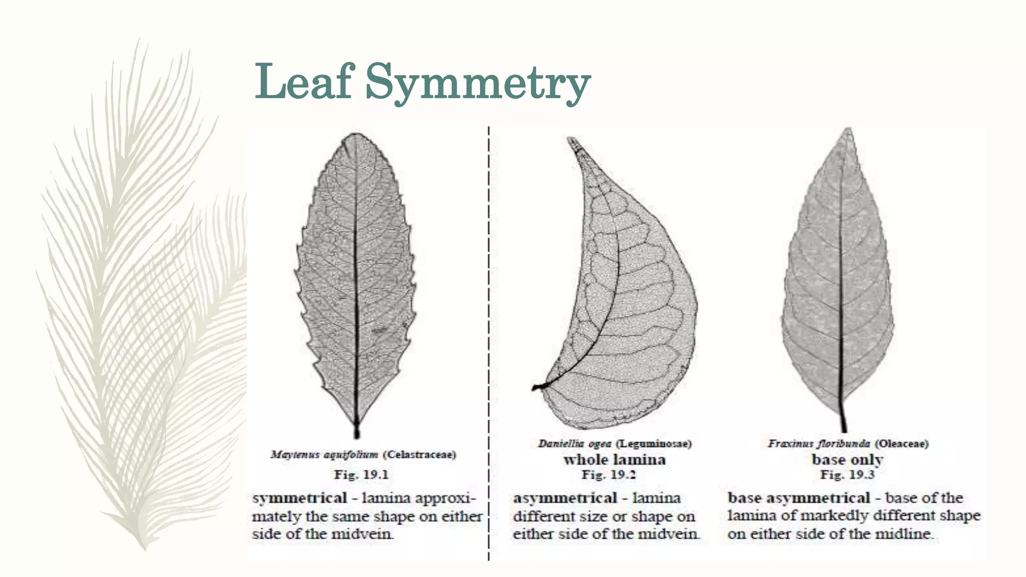 Leaf Symmetry
 