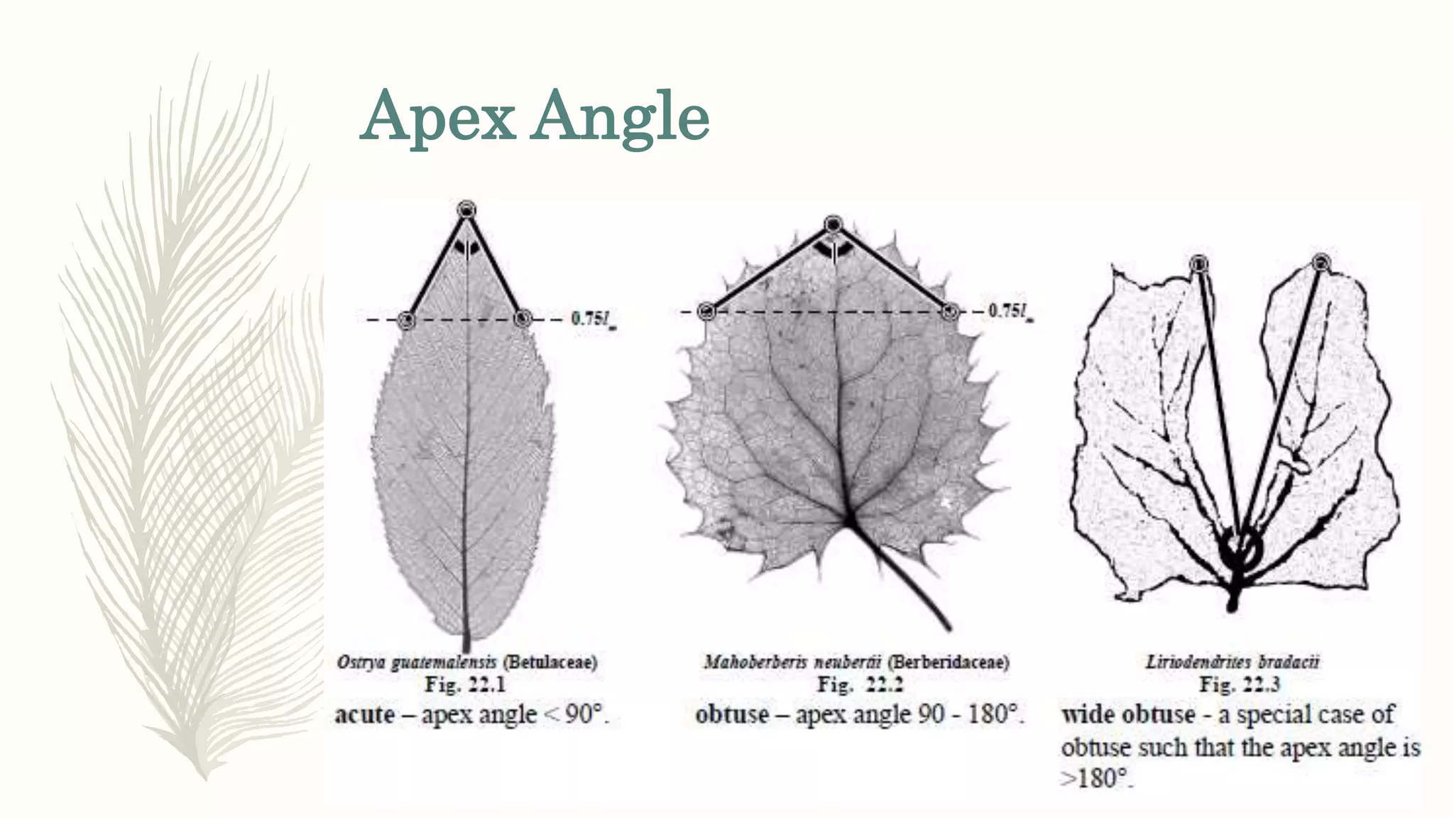 Apex Angle
 