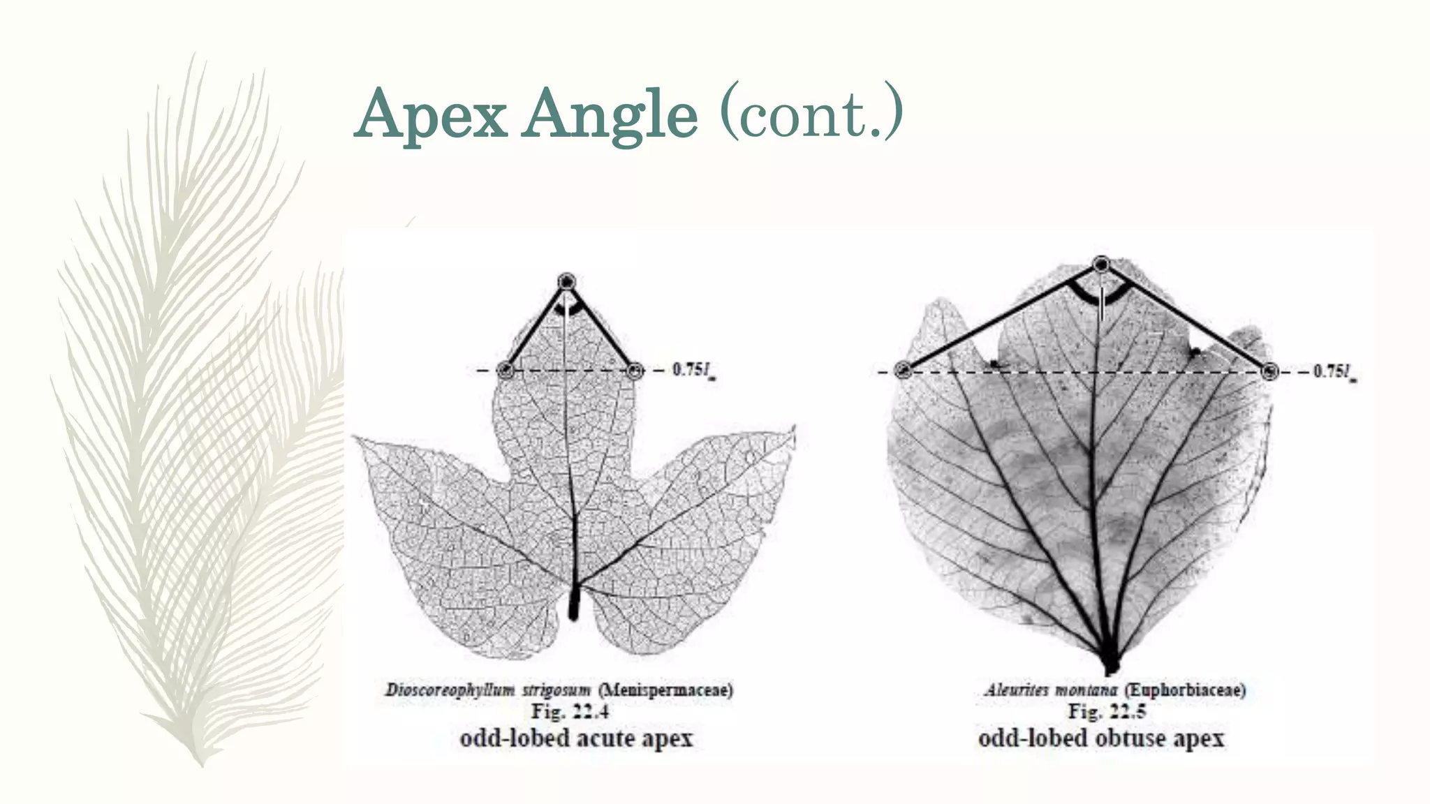Apex Angle (cont.)
 