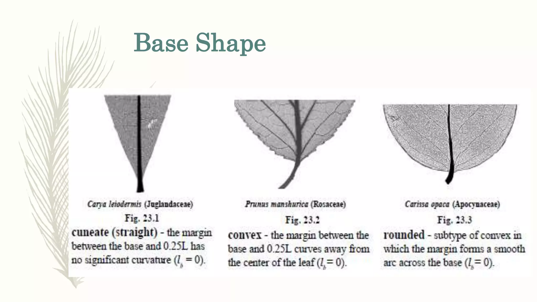 Base Shape
 