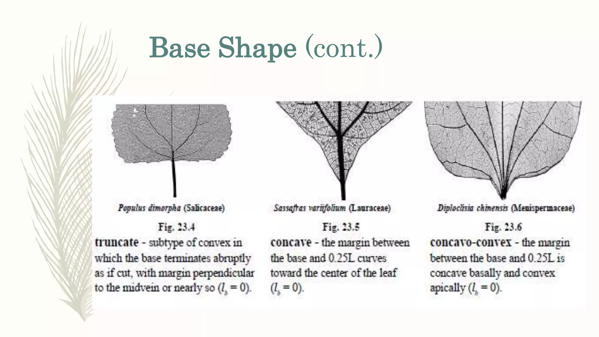 Base Shape (cont.)
 