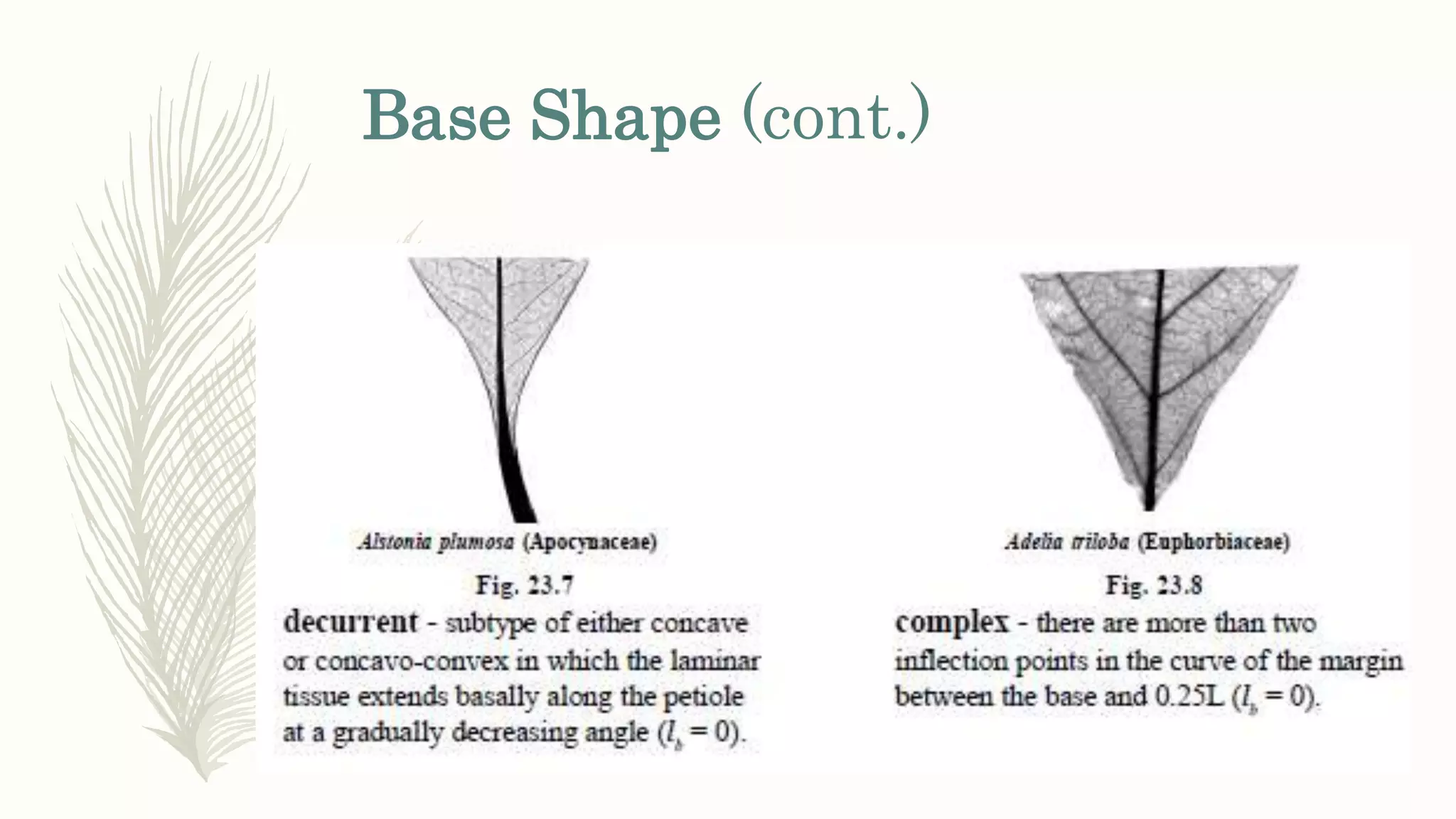 Base Shape (cont.)
 