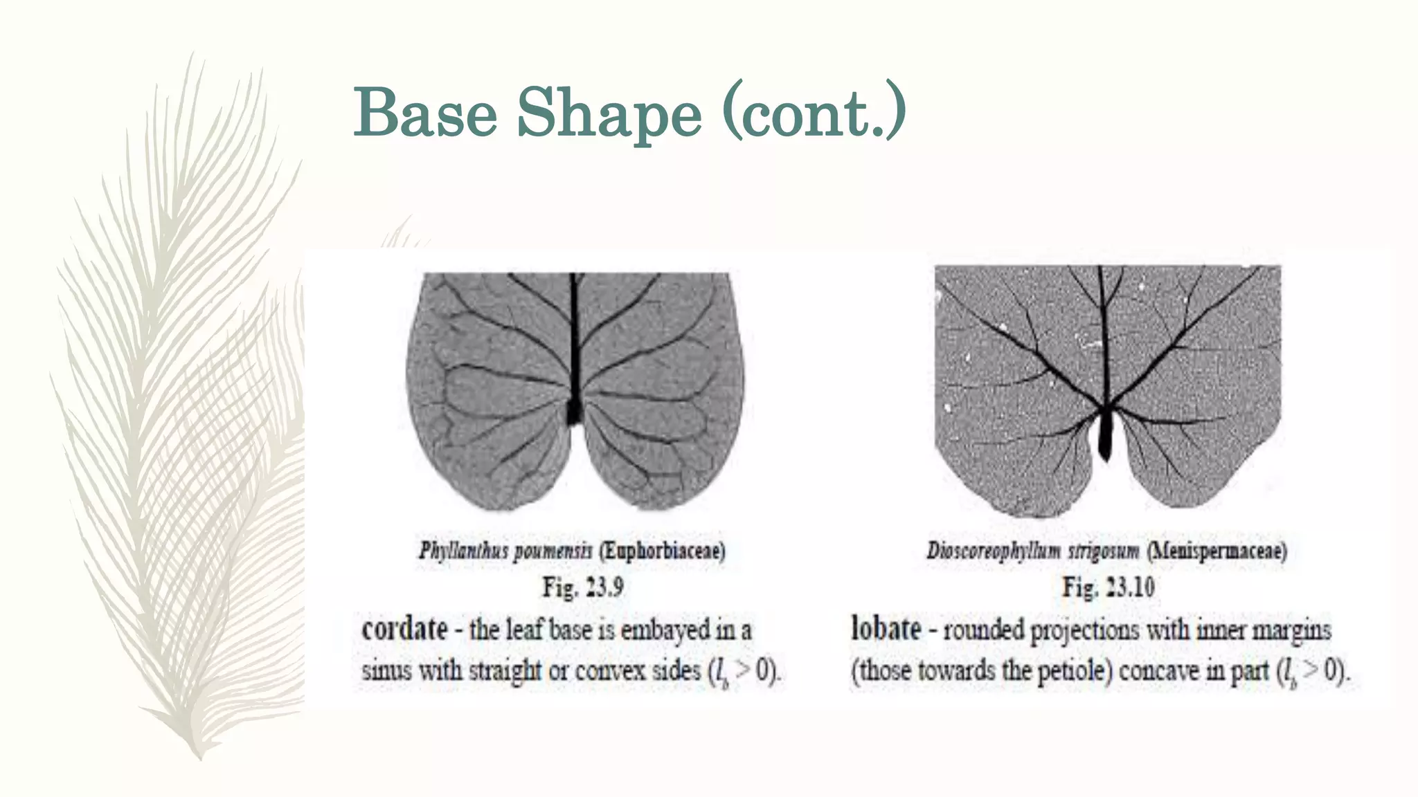 Base Shape (cont.)
 