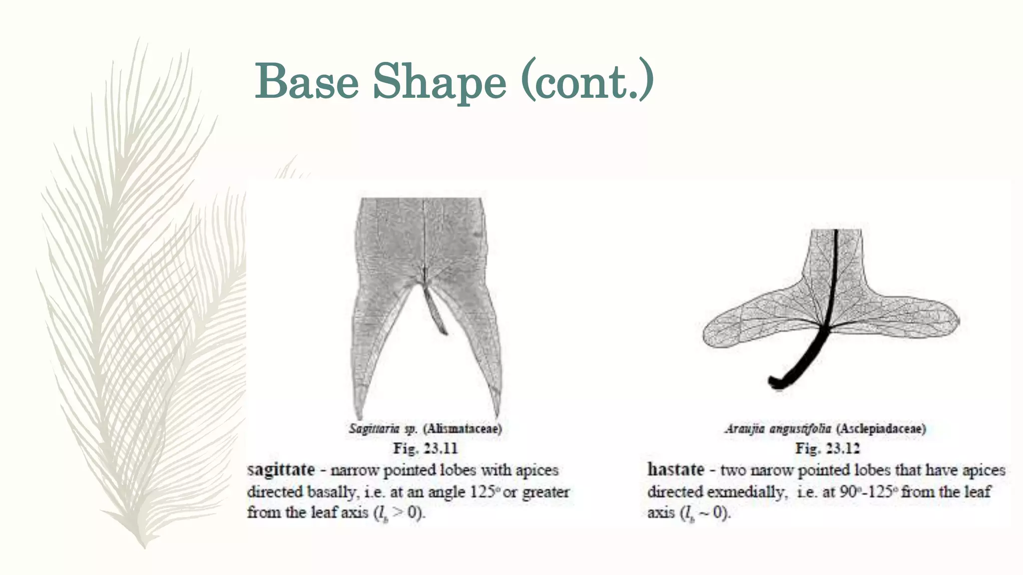 Base Shape (cont.)
 