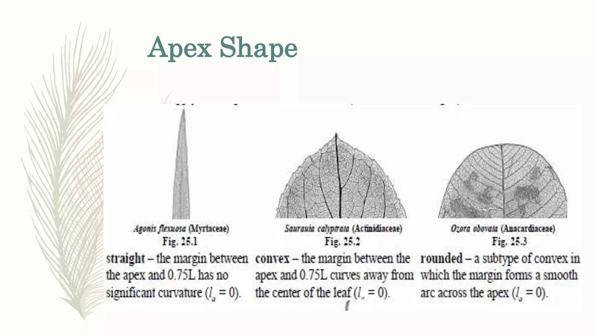 Apex Shape
 