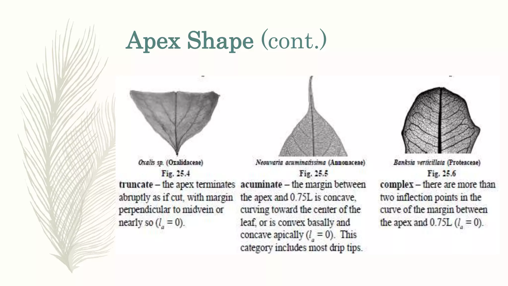 Apex Shape (cont.)
 
