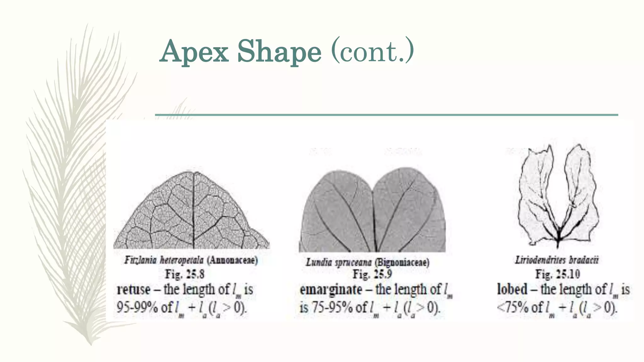 Apex Shape (cont.)
 