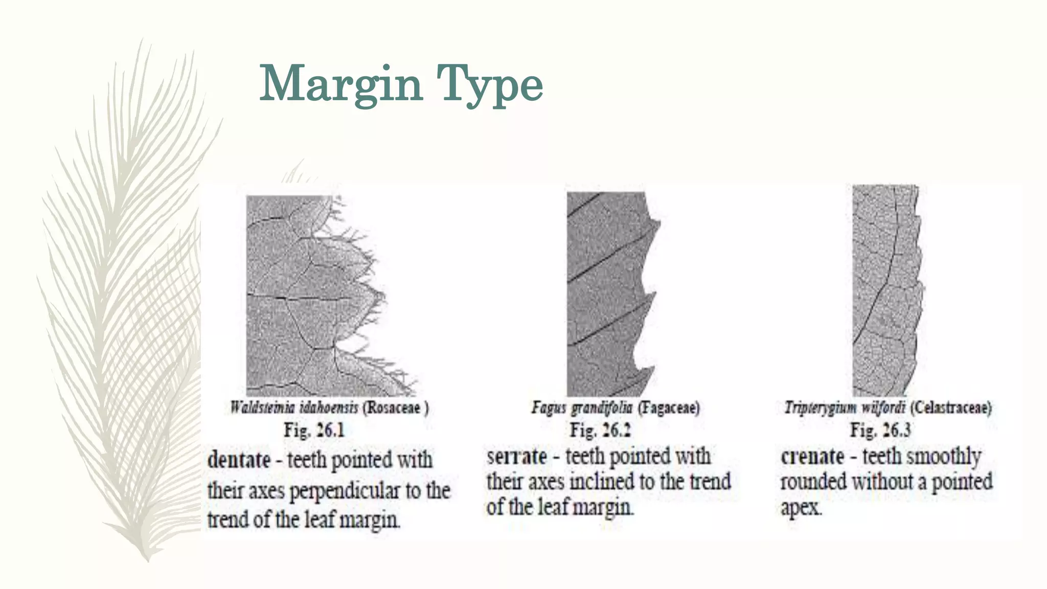 Margin Type
 